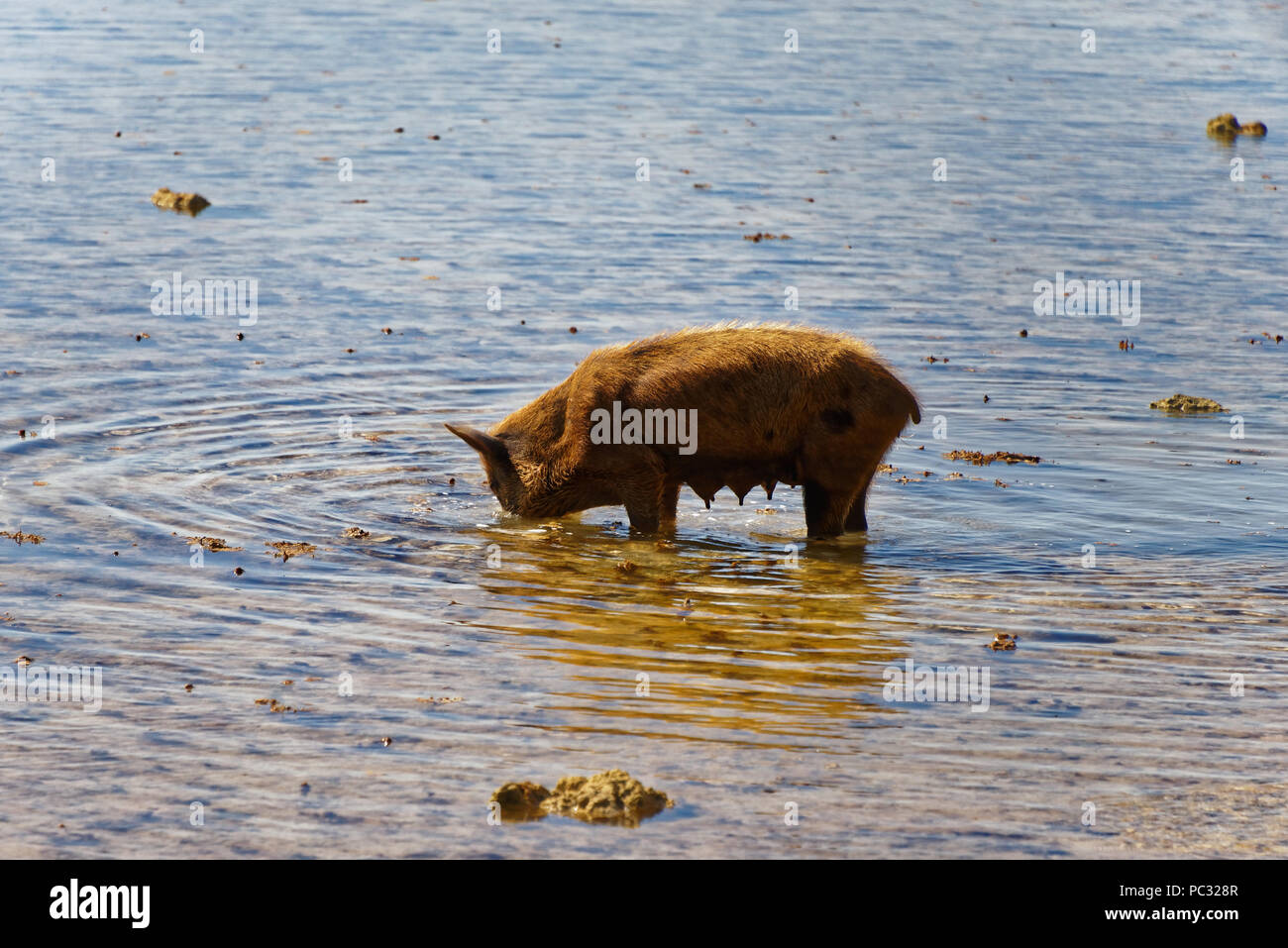 Die lokale Schweine gerne schwimmen, um Nahrung zu finden Stockfoto