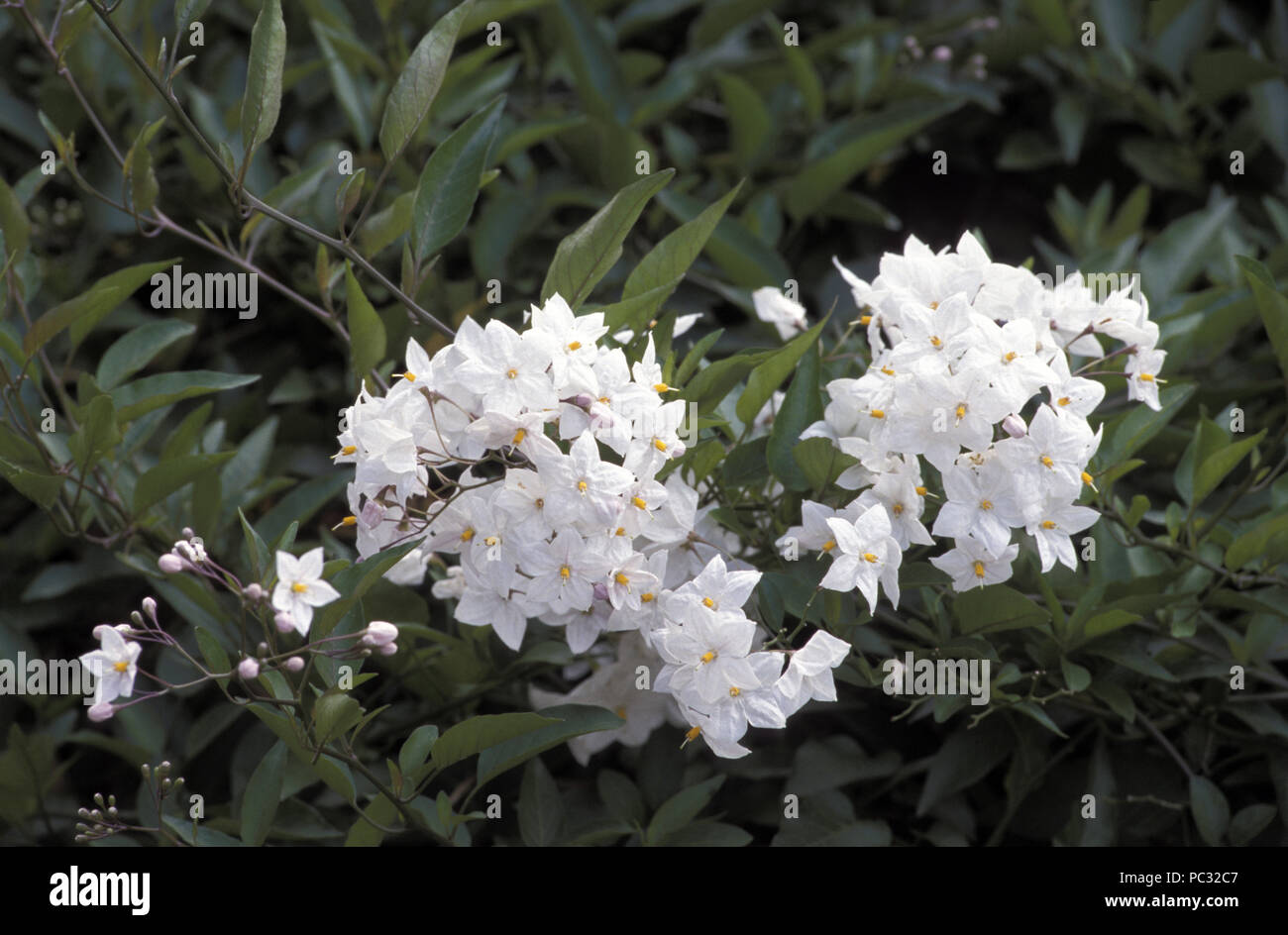 SOLANUM JASMINOIDES (NACHTSCHATTEN oder Kartoffel KLETTERER REBEN) Stockfoto