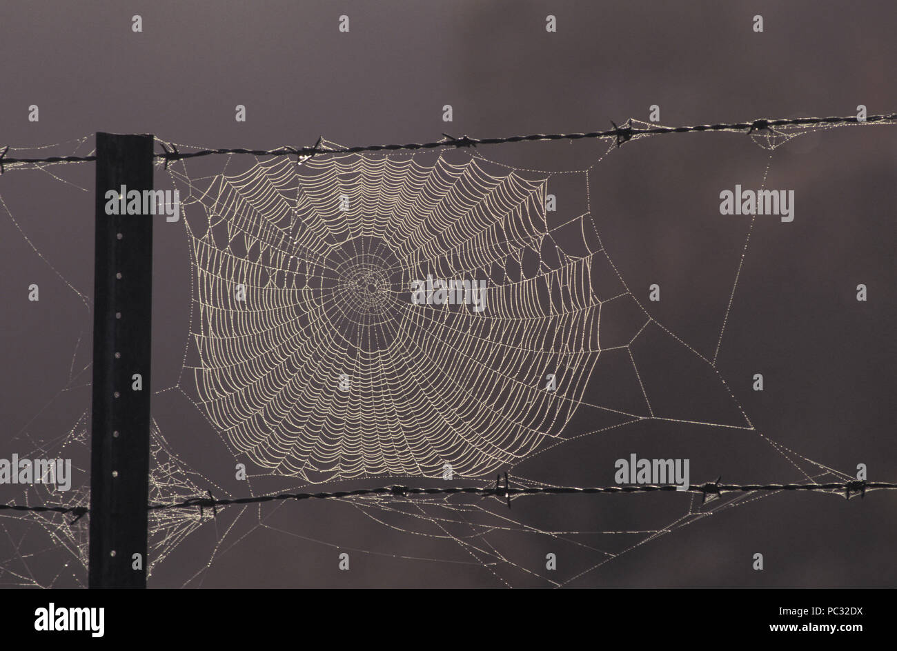 SPINNENNETZ AUF STACHDRAHLFENSTER, BEDECKT MIT TAU AM FRÜHEN MORGEN AUF EINEM LÄNDLICHEN GUT IN NEW SOUTH WALES, AUSTRALIEN. Stockfoto