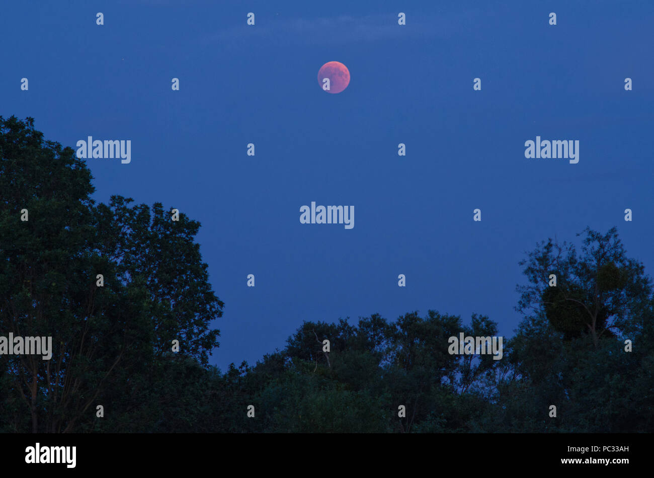 Totale Mondfinsternis am Abend des 27. Juli 2018 über die Landschaft mit Bäumen Stockfoto