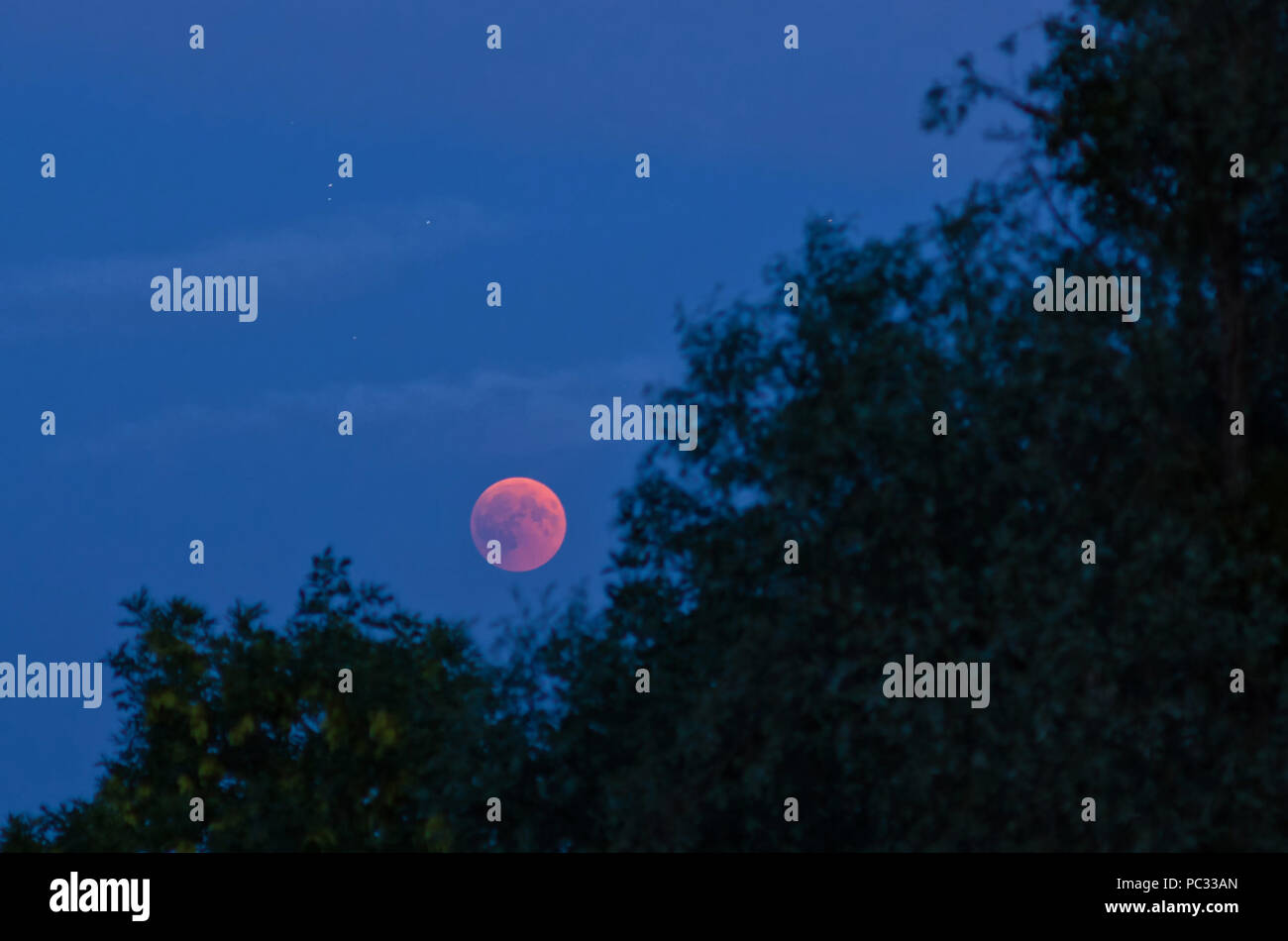 Totale Mondfinsternis am Abend des 27. Juli, der 2018 mitten im Laub der Bäume Stockfoto