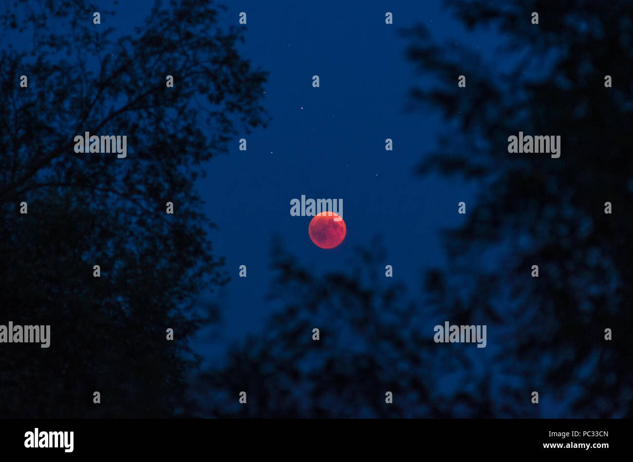 Totale Mondfinsternis am Abend des 27. Juli, der 2018 mit Mond und Sterne von Silhouetten der Bäume gerahmt Stockfoto