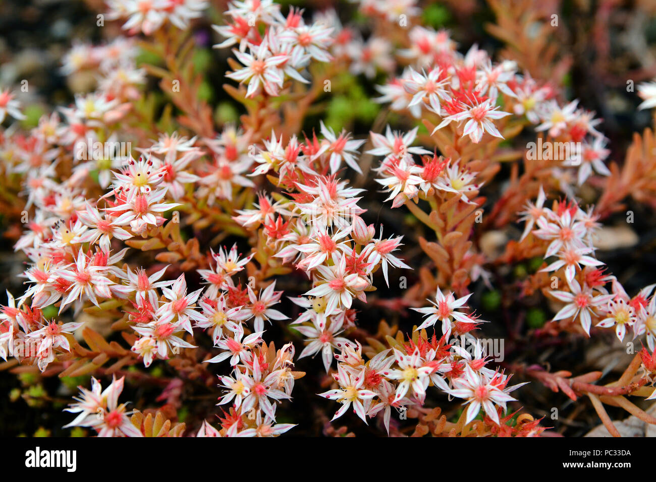 Sedum acre wild Mehrjährig Blumen. Auch bekannt als goldmoss oder fetthenne Stockfoto