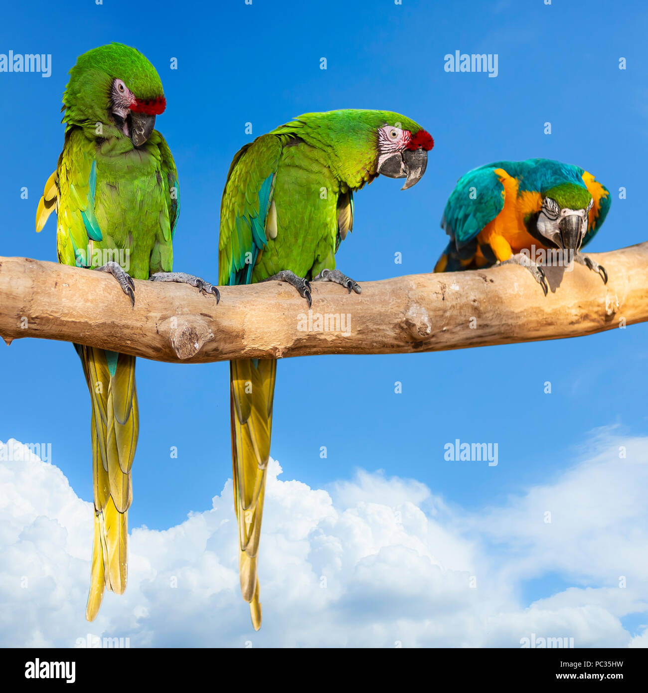 Papageien - Ara ararauna auf Baum und blauer Himmel - Luftfahrt tropischen Urlaub Konzept. square Foto Stockfoto