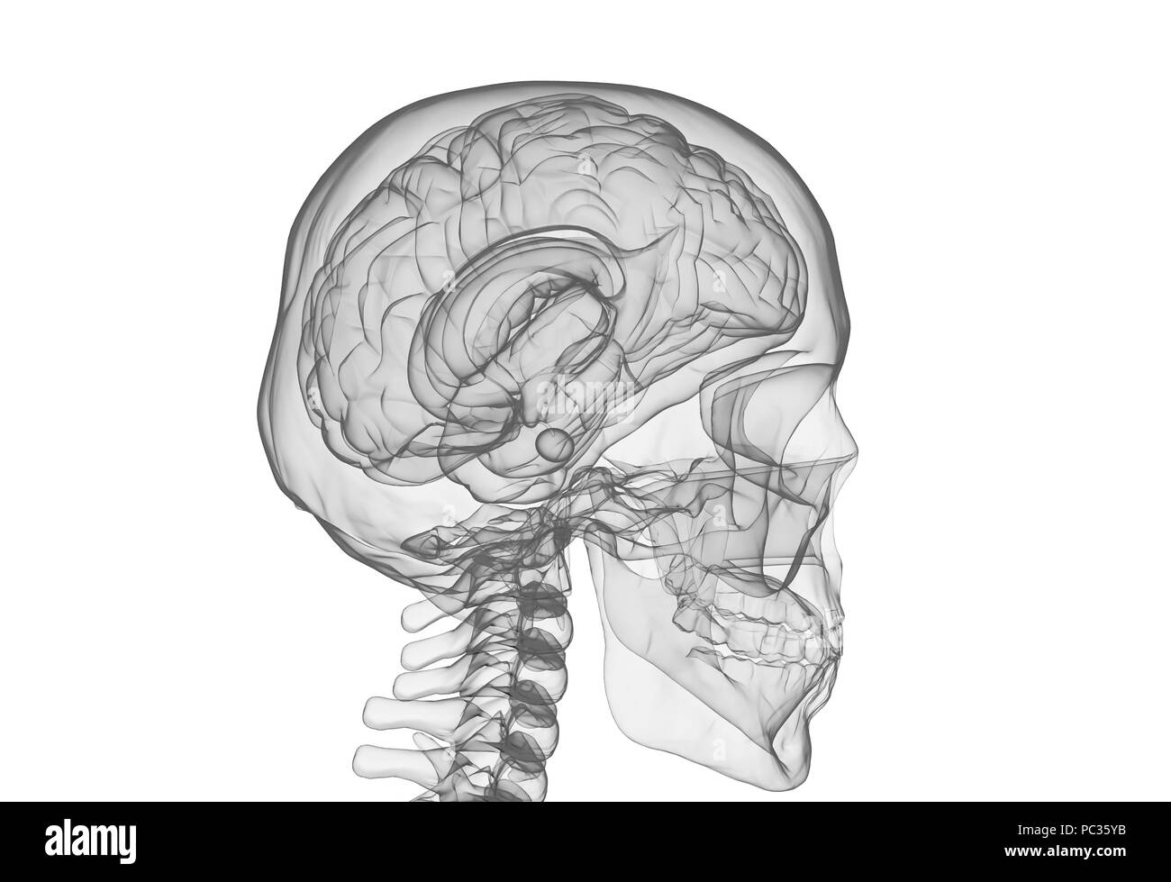 Gehirn und Schädel x-ray Image isoliert auf weißem Stockfoto