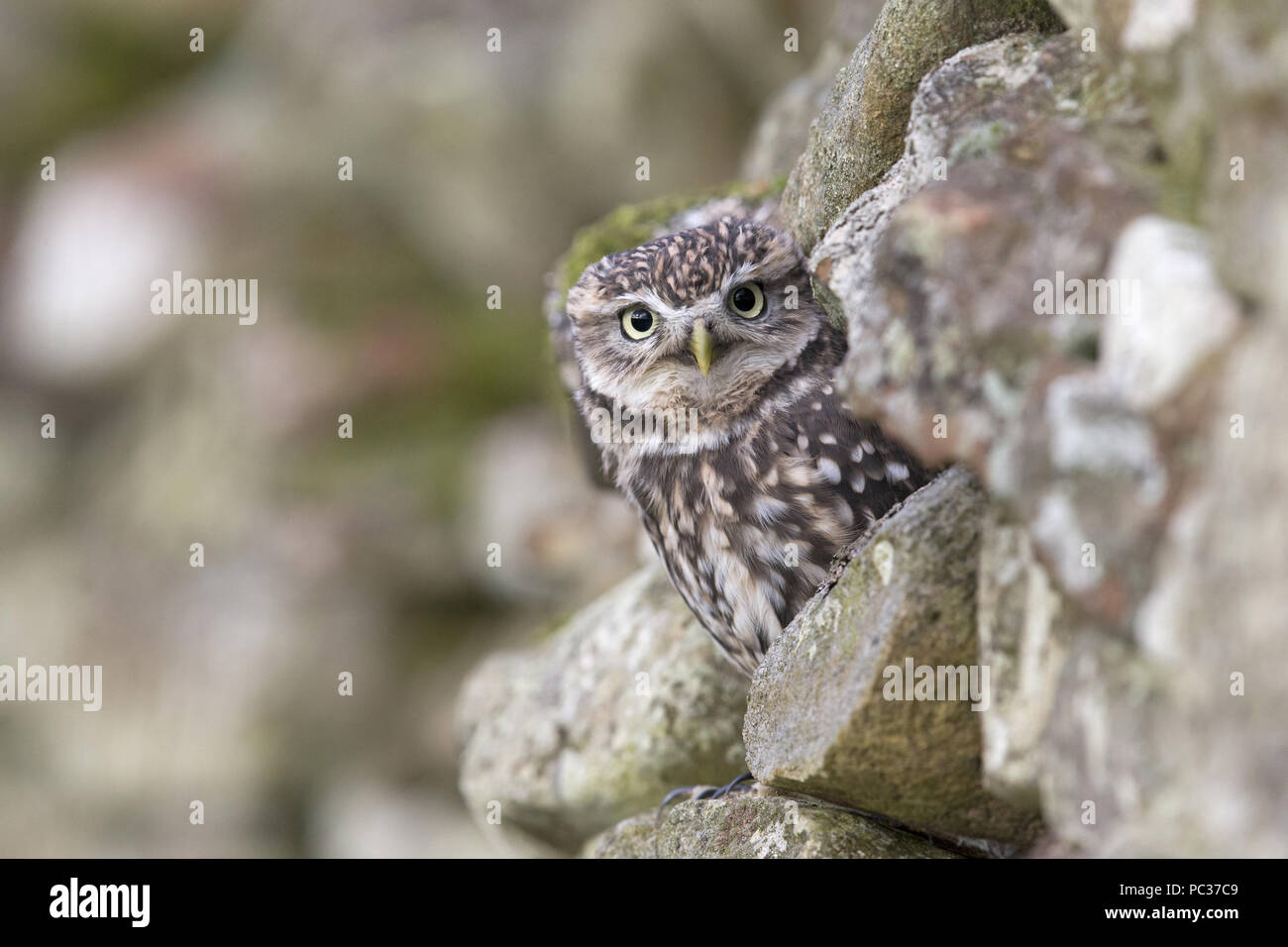 Steinkauz (Athene noctua) Erwachsenen, auf Stein Wand gehockt, Peak District, Cumbria, England, November, kontrollierte Thema Stockfoto