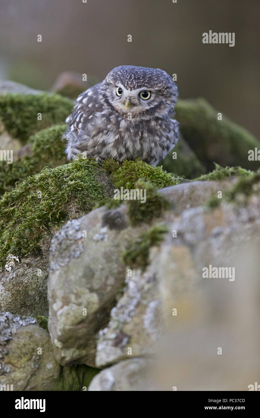 Steinkauz (Athene noctua) Erwachsenen, auf Stein Wand gehockt, Peak District, Cumbria, England, November, kontrollierte Thema Stockfoto