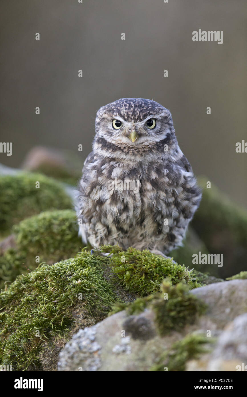 Steinkauz (Athene noctua) Erwachsenen, auf Stein Wand gehockt, Peak District, Cumbria, England, November, kontrollierte Thema Stockfoto