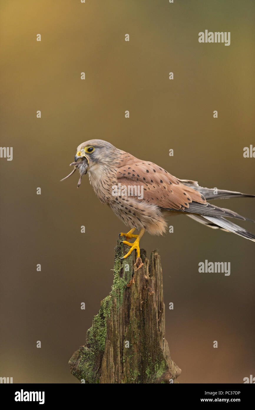 Turmfalke (Falco tinnunculus) erwachsenen männlichen, stumpf gehockt, essen Feld Vole (Microtus agrestis) Erwachsenen, Beute, Suffolk, England, Oktober, Steuerung Stockfoto