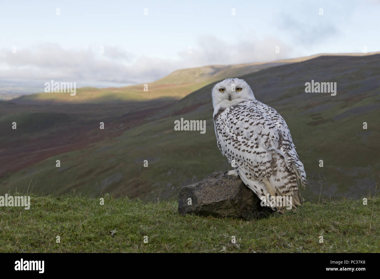 Schnee-eule (Nyctea scandiaca) Unreife männliche, auf Rock im Moor, Peak District, Cumbria, England, November gehockt, kontrollierte Thema Stockfoto