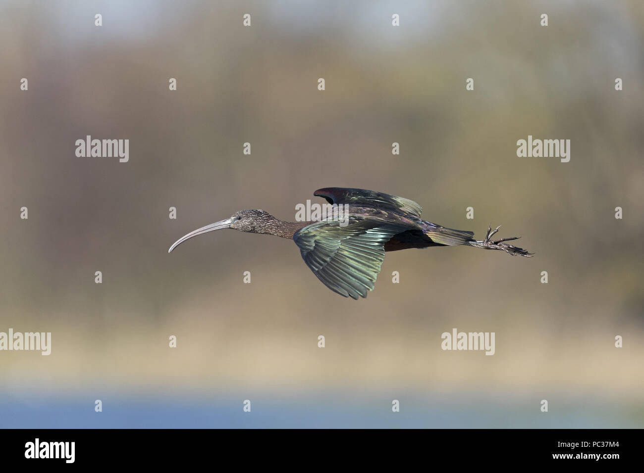 Glossy Ibis (Plegadis falcinellus) Erwachsenen, Fliegen, Suffolk, England, Februar Stockfoto