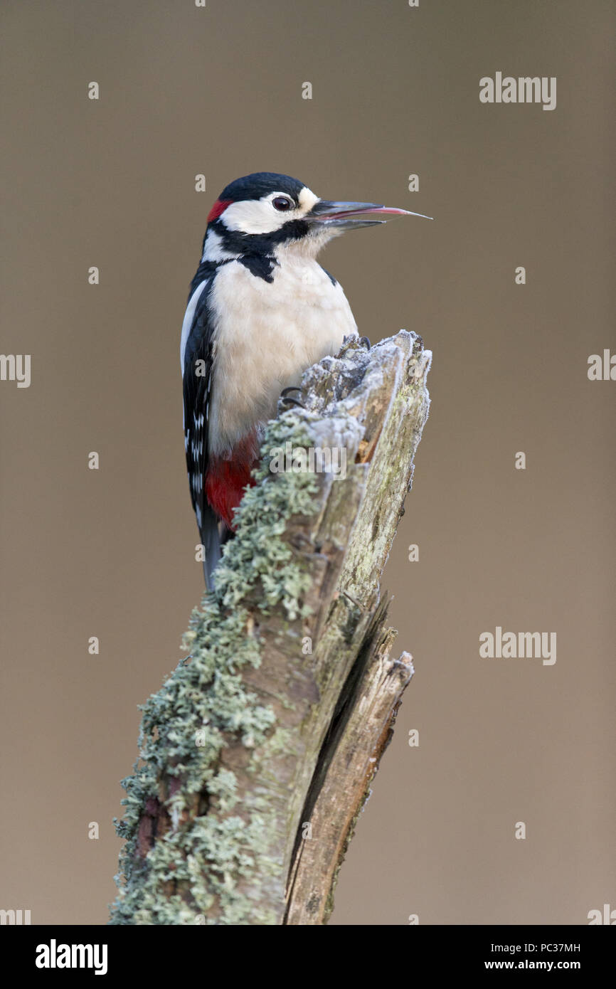 Buntspecht (Dendrocopos major) erwachsenen männlichen, am Stamm gehockt, Ausweitung der Zunge, Suffolk, England, Großbritannien, Februar Stockfoto