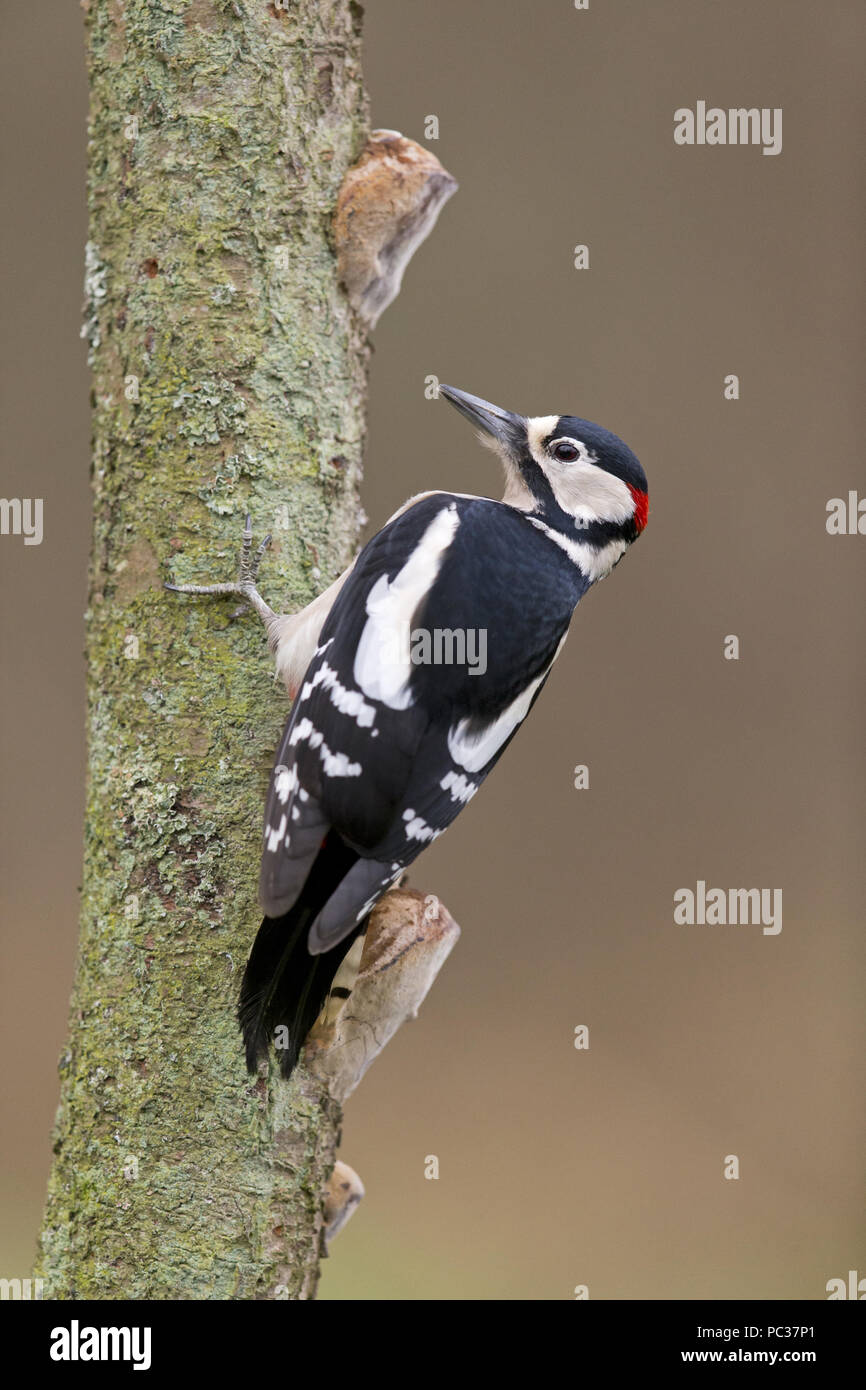 Buntspecht (Dendrocopos major) erwachsenen männlichen, am Stamm mit Pilzen, Suffolk, England, Großbritannien thront, Januar Stockfoto