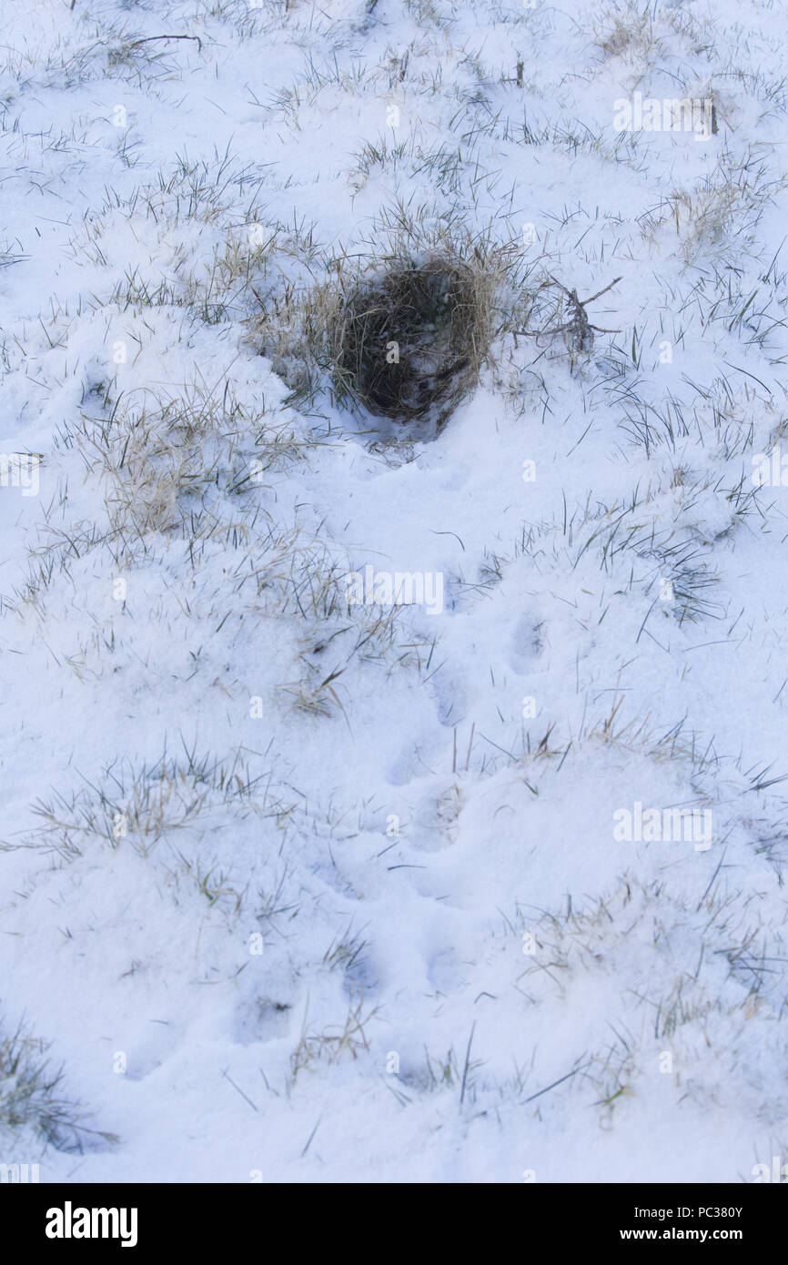 Europäische Hase (Lepus europeaus) Erwachsenen, die Form und die Spuren im Schnee Rasenfläche, Suffolk, England, Februar Stockfoto