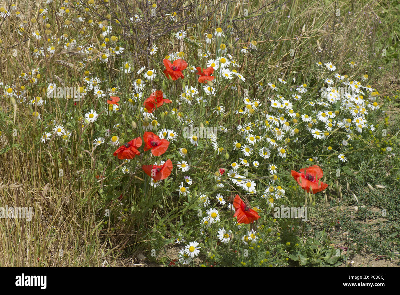 Klatschmohn, Papaver Rhoeas und geruchlos Mayweed Tripleurospermum Inodorum, Blüte rot und weiß in den Vedge ein Maisfeld, Berkshire, Juli Stockfoto