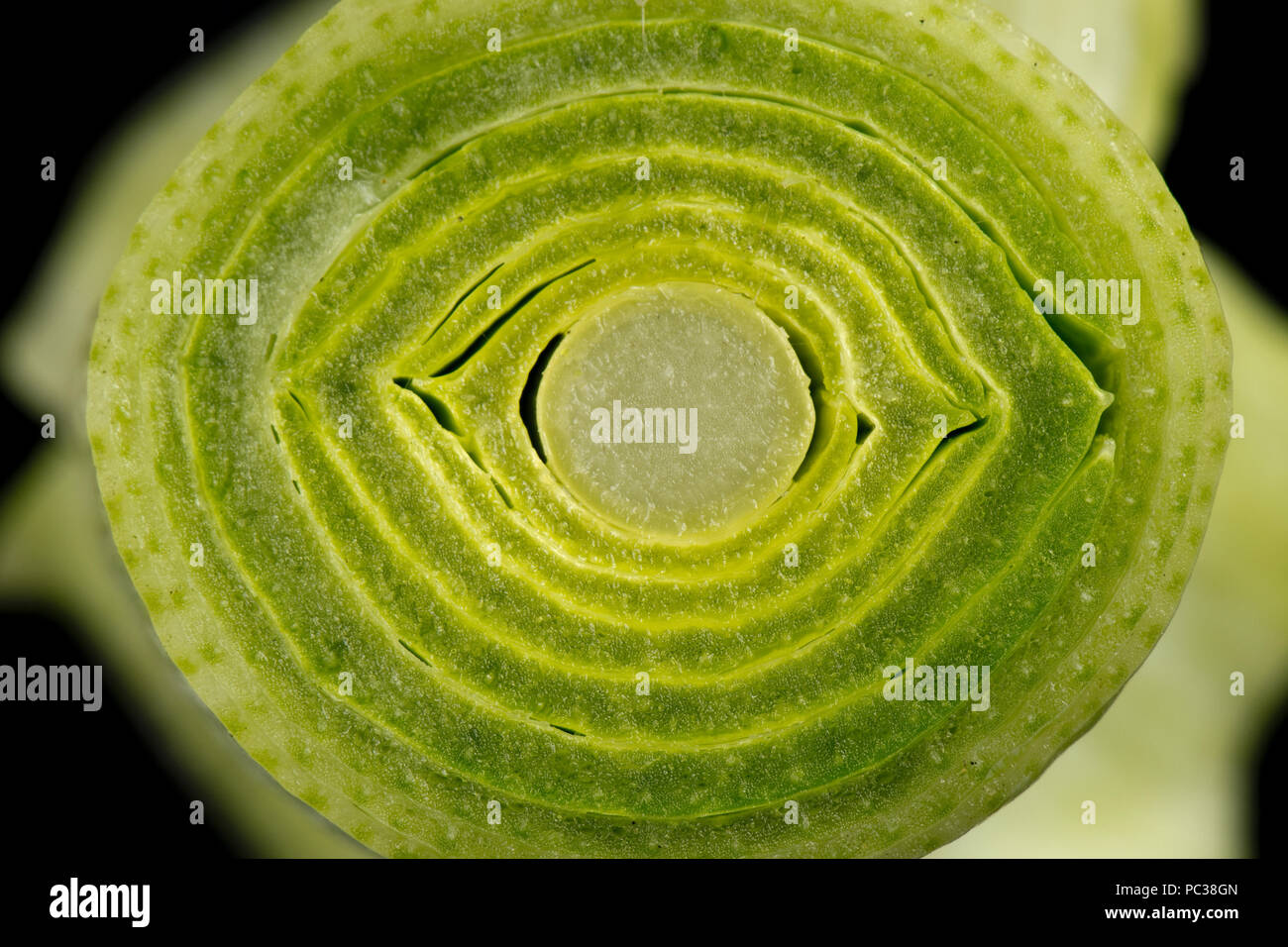 Schnitt durch die Stiel, Blattscheiden, einer Lauch Pflanze, Allium ampeloprasum, Struktur, die sich aus eng gepackte Blätter Stockfoto