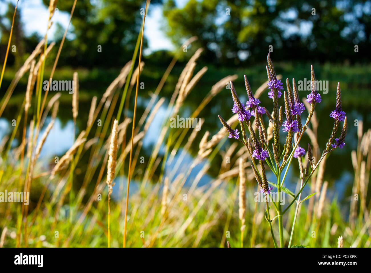 Blau Eisenkraut blüht vor einer ländlichen Teich und Saatgut Staats marsh Grass. Stockfoto