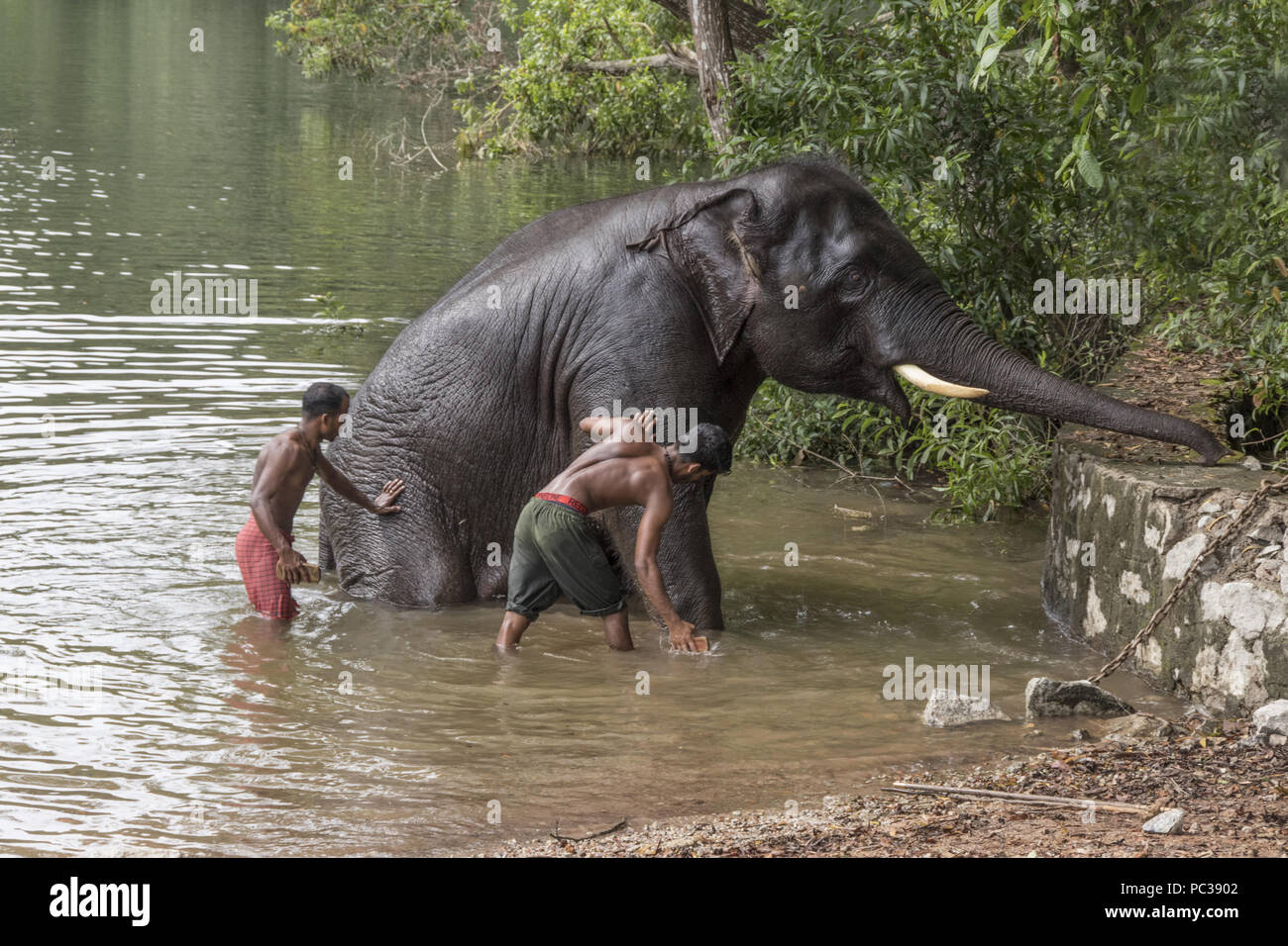 Mahout Waschen ein Elefant in Kerala Wald & Wildlife Department Elefant Rehabilitationszentrum Kottoor Kappukadu Stockfoto