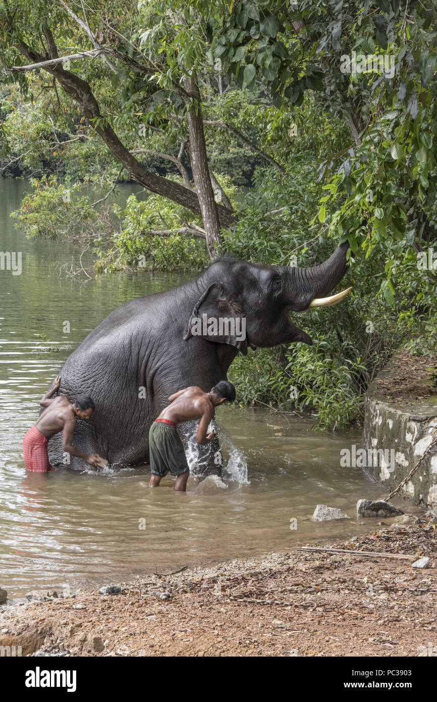 Mahout Waschen ein Elefant in Kerala Wald & Wildlife Department Elefant Rehabilitationszentrum Kottoor Kappukadu Stockfoto
