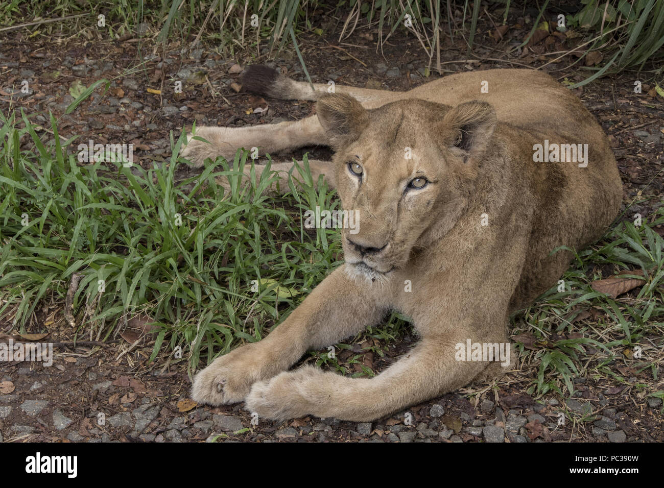 Die asiatischen oder indischen Löwen in Kerala Wald & Wildlife Department, neyyar Heiligtum. Stockfoto