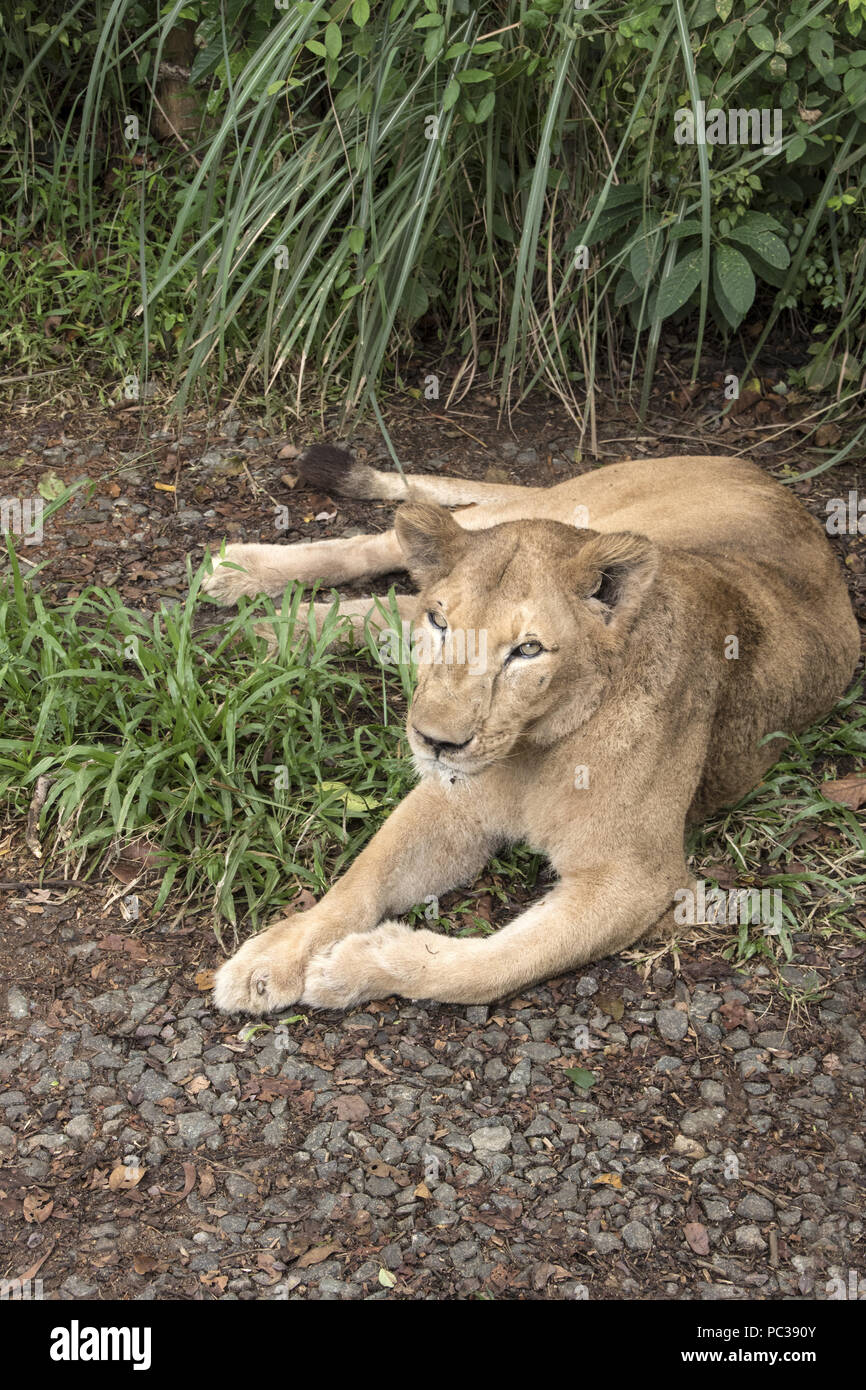 Die asiatischen oder indischen Löwen in Kerala Wald & Wildlife Department, neyyar Heiligtum. Stockfoto