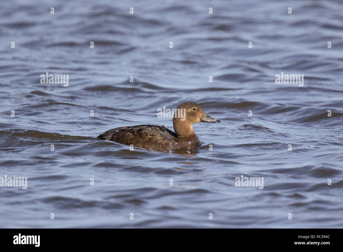 Pochard Weibchen auf Wasser Stockfoto