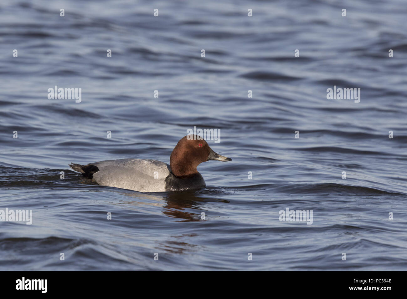 Pochard Männchen auf dem Wasser Stockfoto
