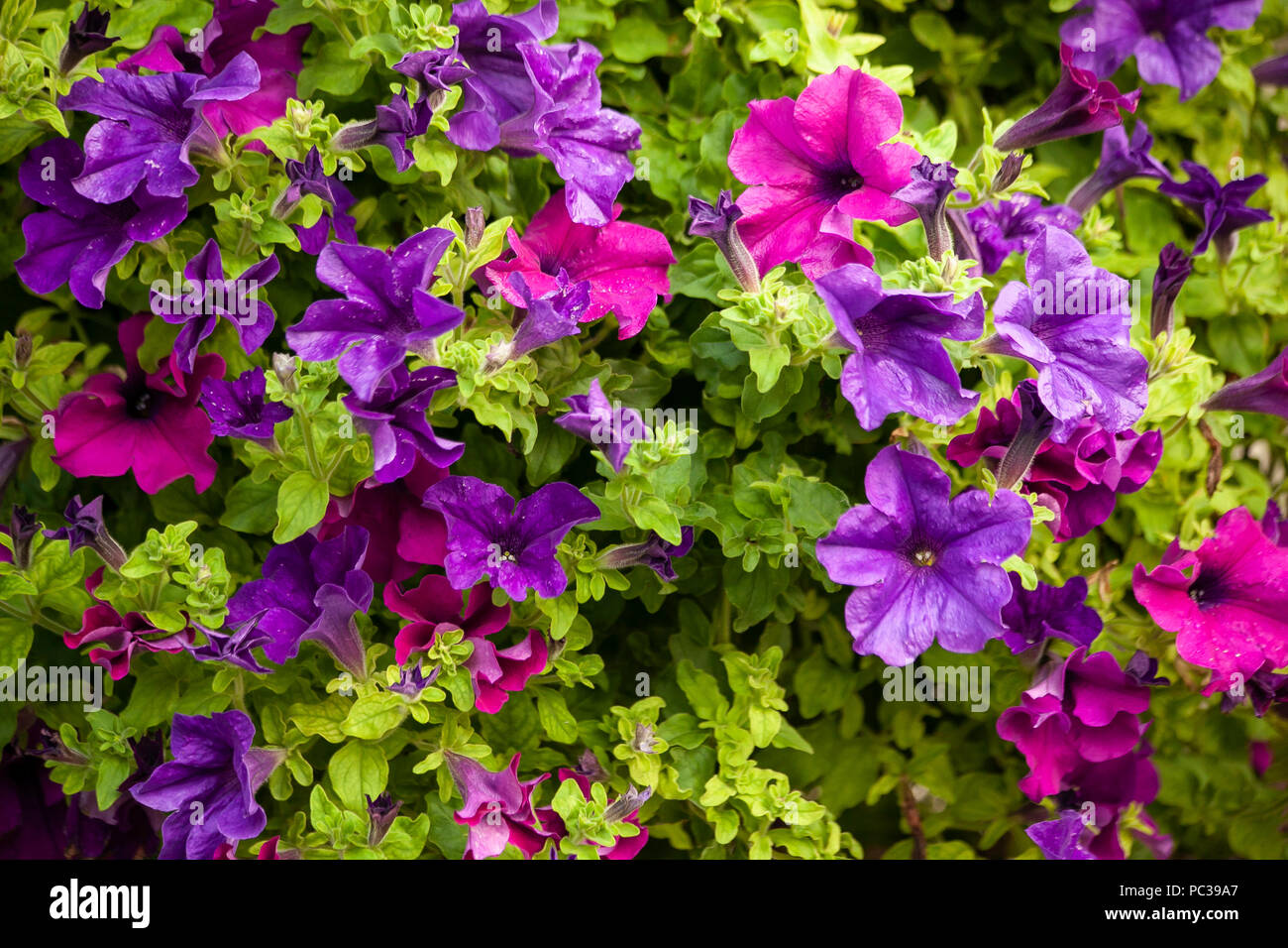Close-up lila und rosa Petunien in einem hängenden Korb. Stockfoto