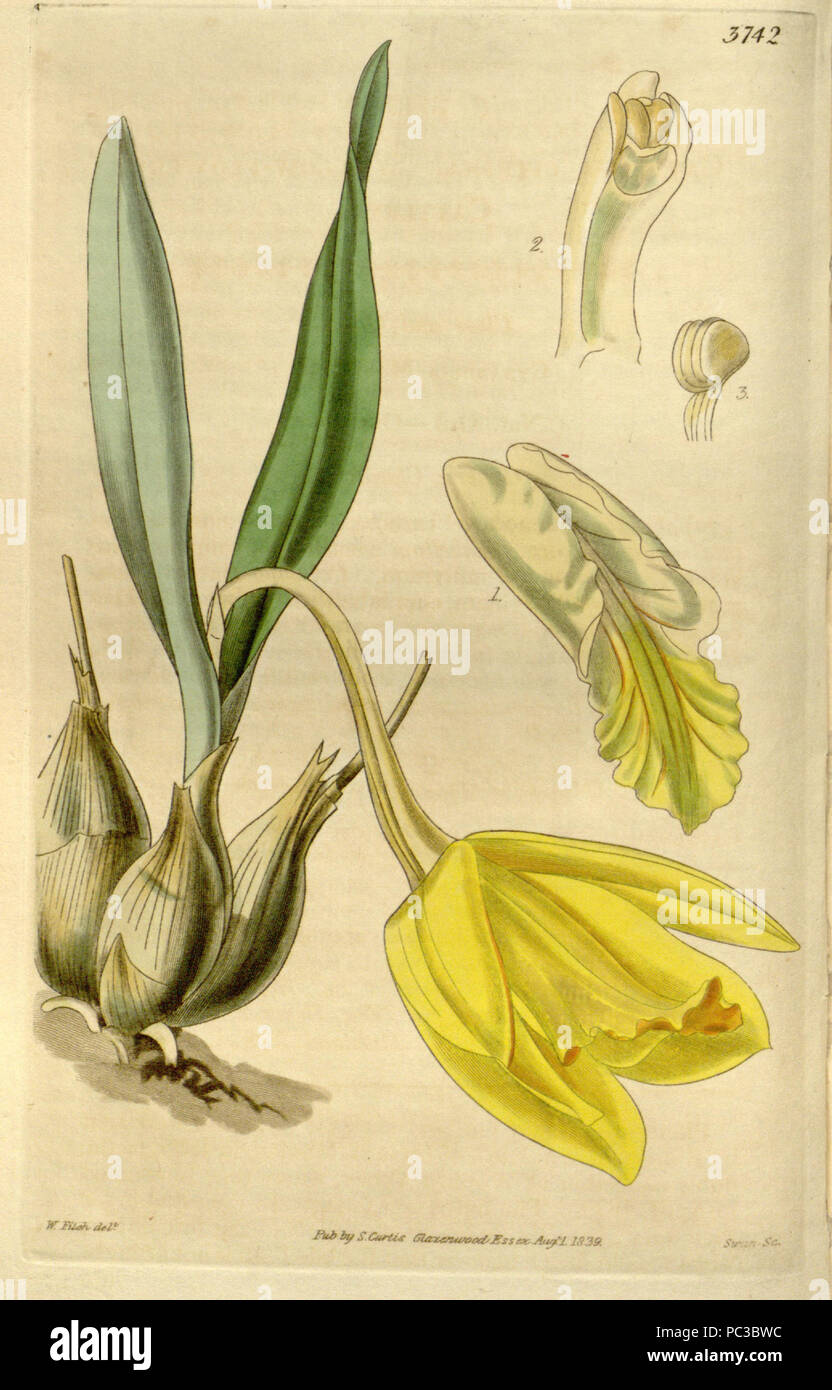 504 Prosthechea citrina (als Cattleya citrina) - Curtis (1840) 66-3742 Stockfoto