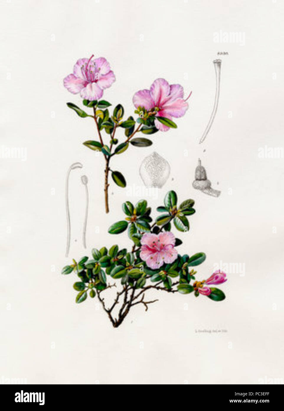 519 Rhododendron dauricum var. sempervirens Stockfoto