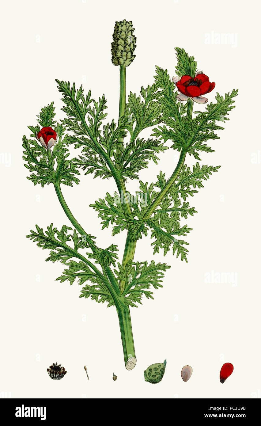 Adonis annua - Englisch Botanik, oder, farbige Abbildungen der britischen  Pflanzen - Vol.1 (Ed. 3)-t. 13 Stockfotografie - Alamy