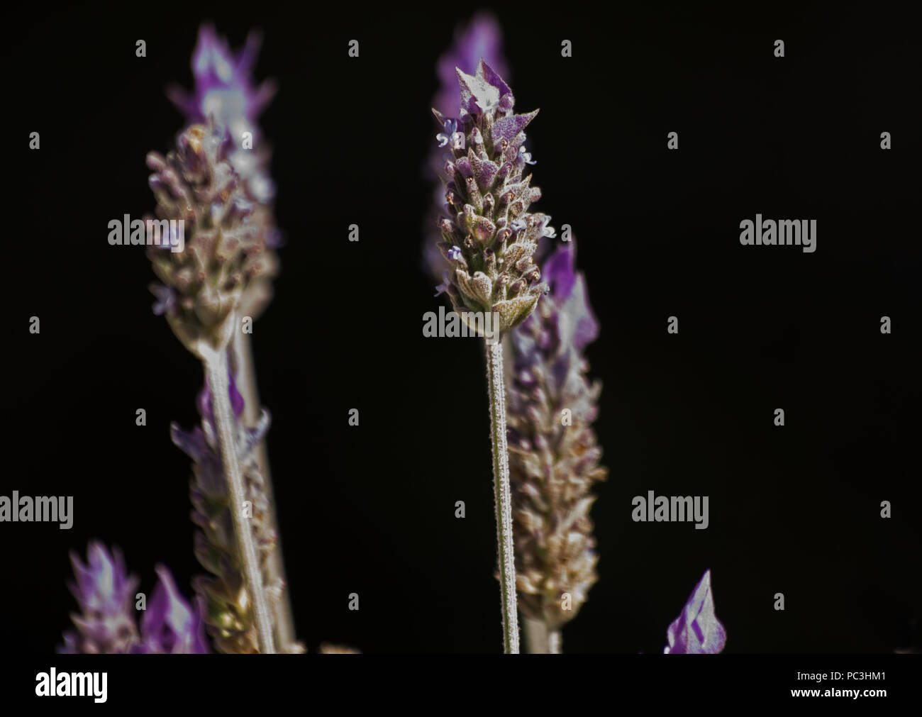Lavendel auf schwarzem Hintergrund Stockfoto