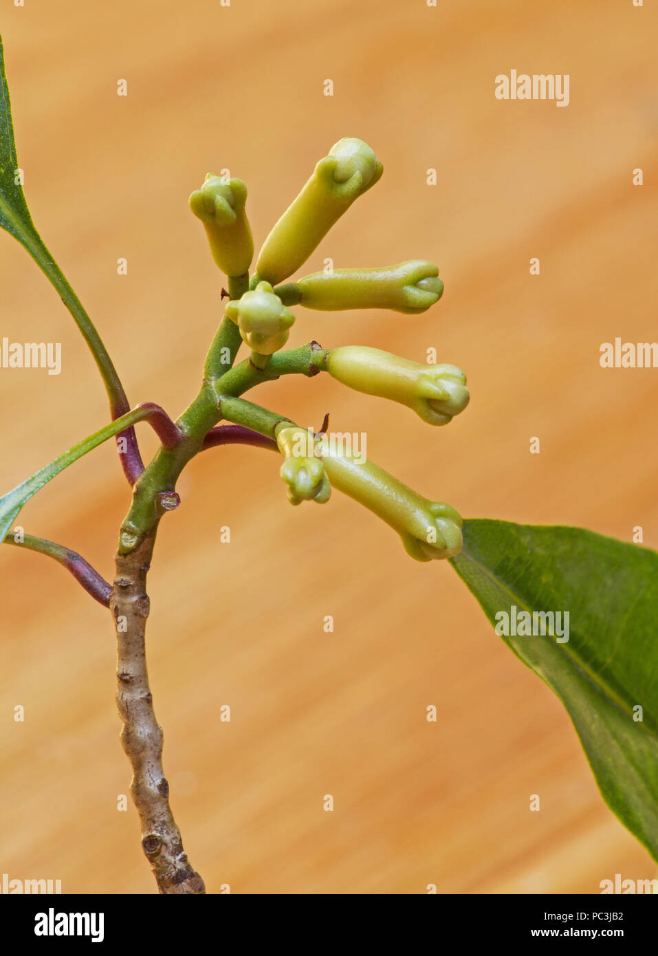 Frische Nelken auf weißem Hintergrund Stockfoto