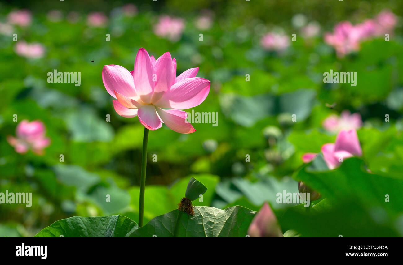 Nahaufnahme der Heilige Lotus mit verschwommenen Hintergrund Stockfoto