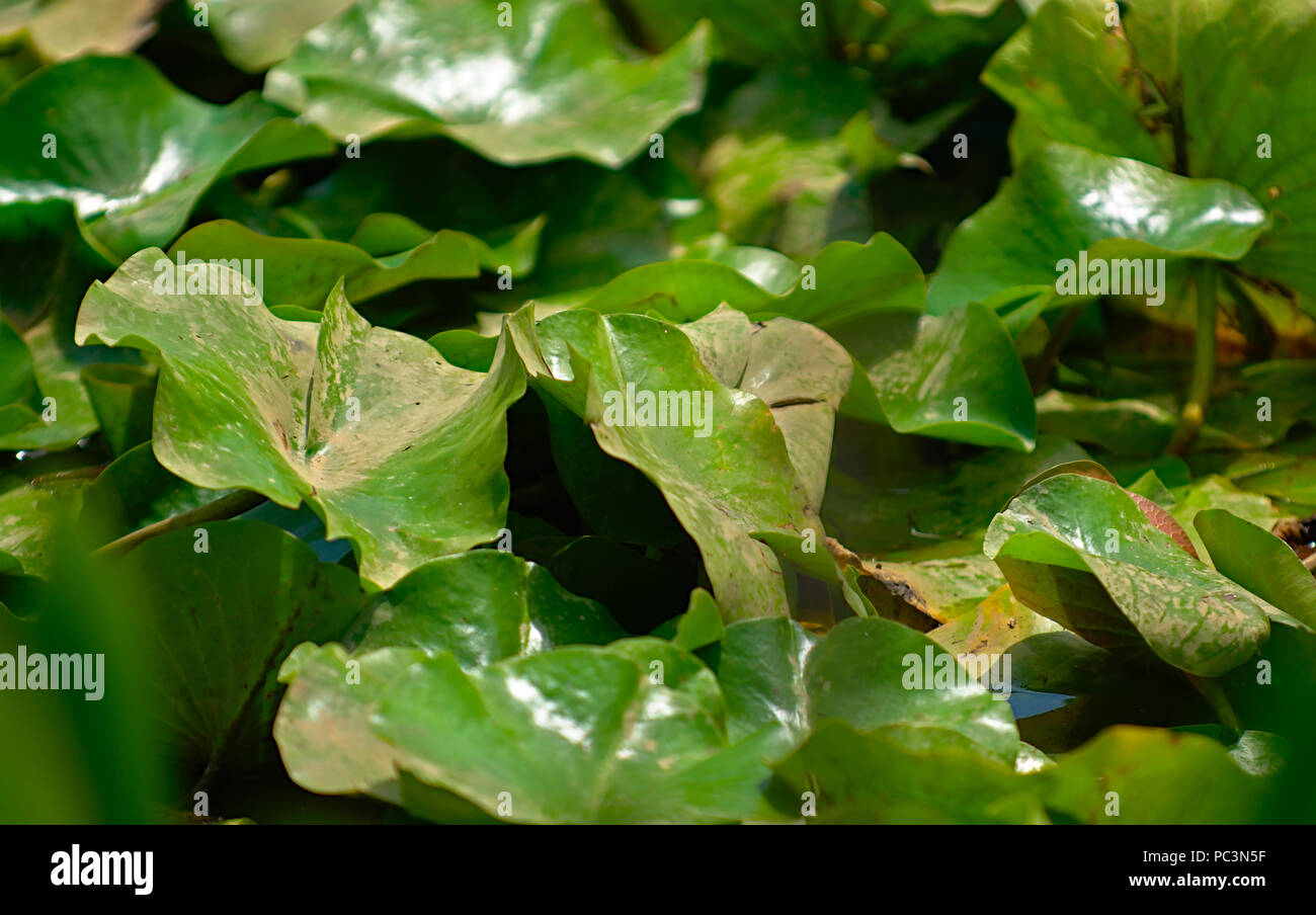 Lily pad Blätter Hintergrund Stockfoto