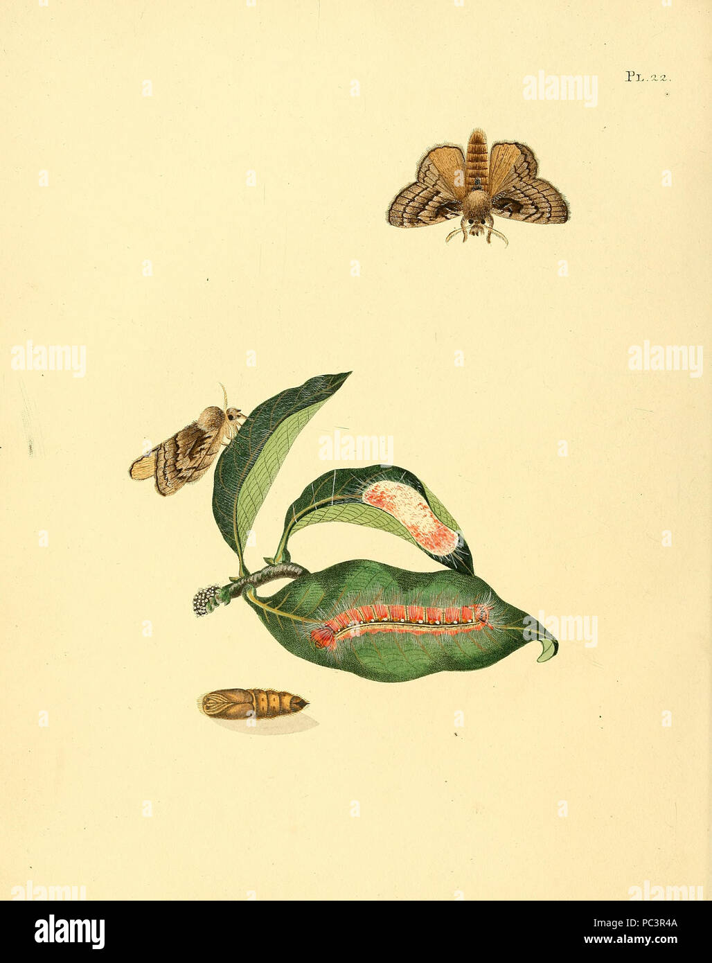 551 Sepp-Surinaamsche vlinders-pl022 Platte descr. als Phalaena Mollis Stockfoto