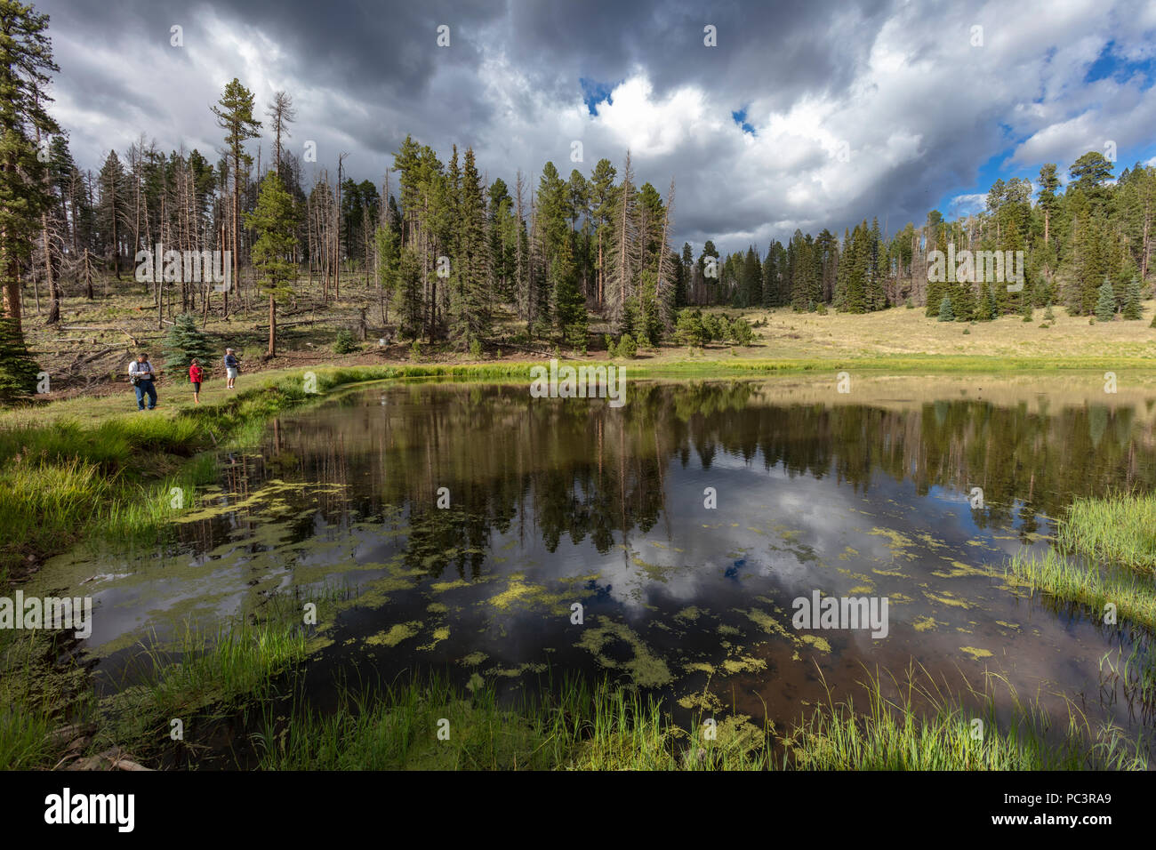 Angeln auf 96.900, Aker See, Apache-Sitgreaves National Forest, Mogollon Rim, Arizona Stockfoto