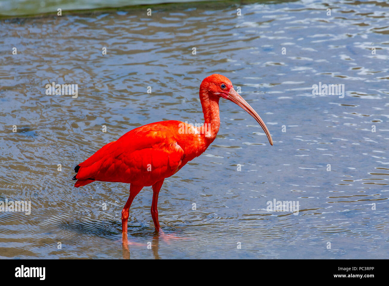 Ein leuchtendes Rot Scarlet Ibis, Eudocimus ruber, Waten in einem Pool an der KL Vogel Park in Kuala Lumpur, Malaysia. Stockfoto