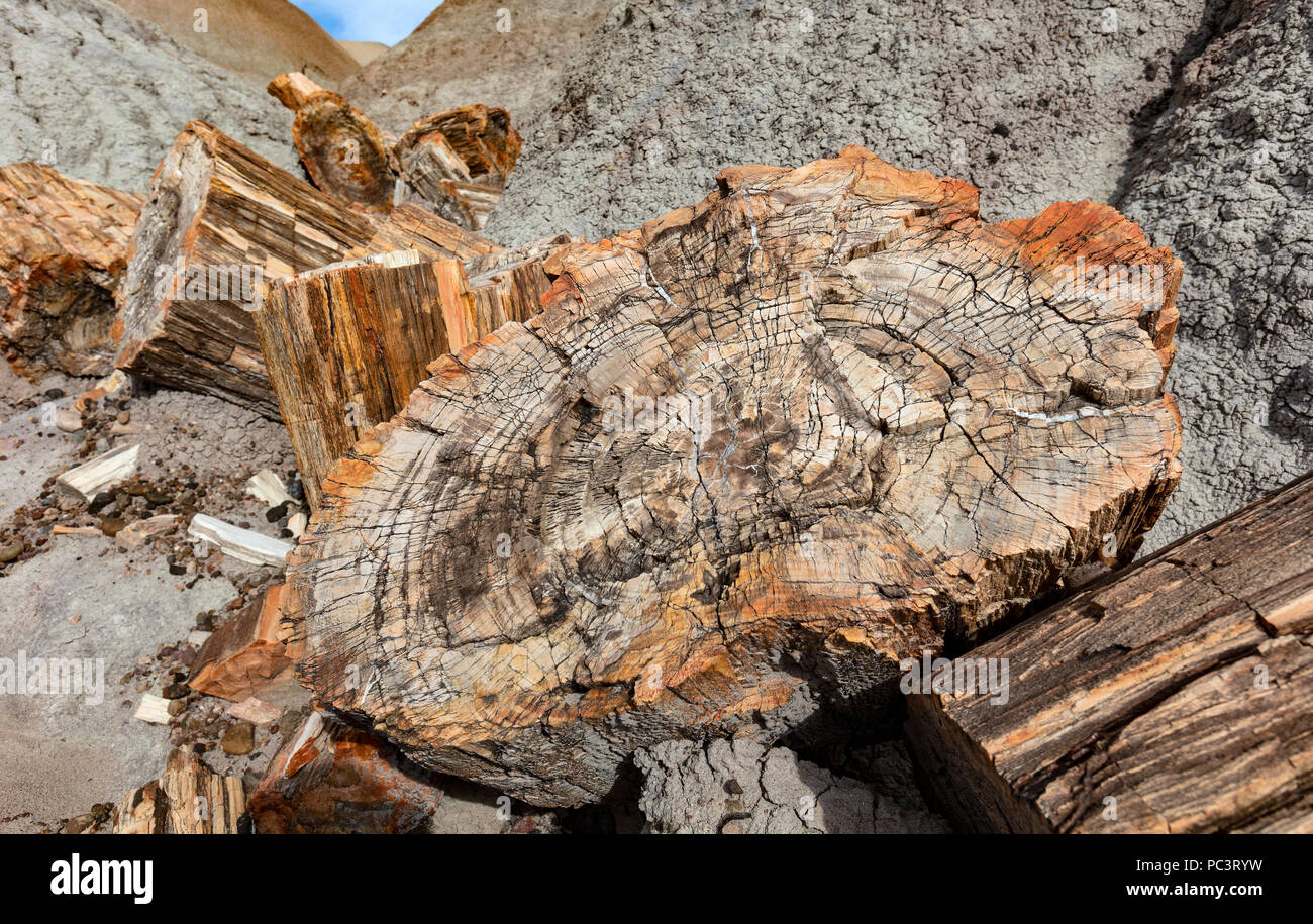 Versteinertes Holz Querschnitt, Blue Mesa, Petrified Forest National Park, AZ Stockfoto