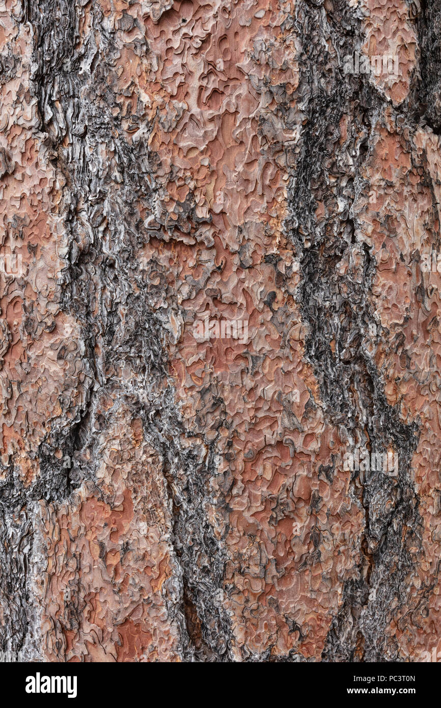 Ponderosa Pine Tree Bark-AZ Stockfoto