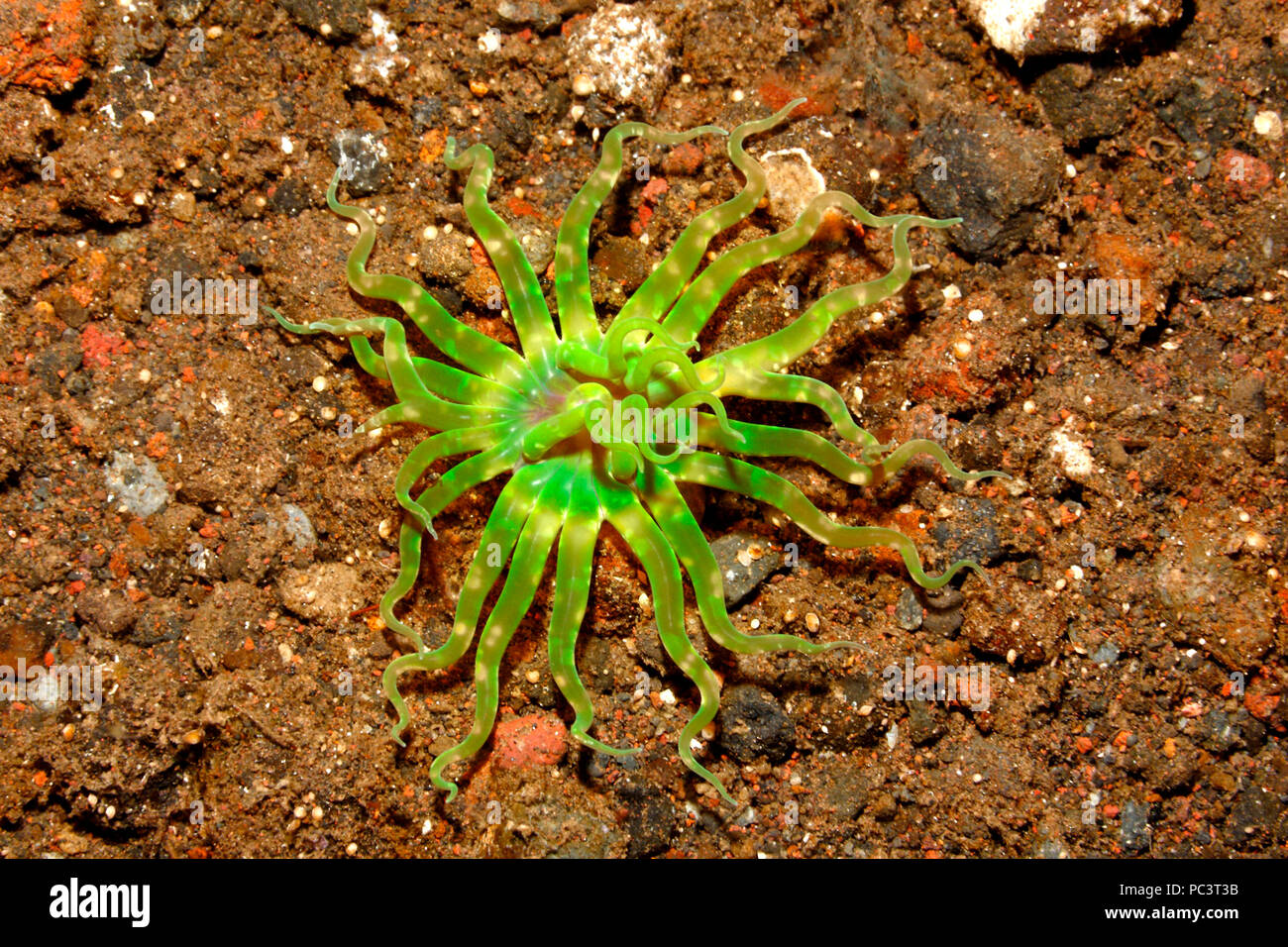 Eingrabende Seeanemone, wahrscheinlich Edwardsianthus cf gilbertensis oder Edwardsianthus pudicus, oder eine unbeschriebene Art von Mesacmaea.Tulamben, Bali. Stockfoto