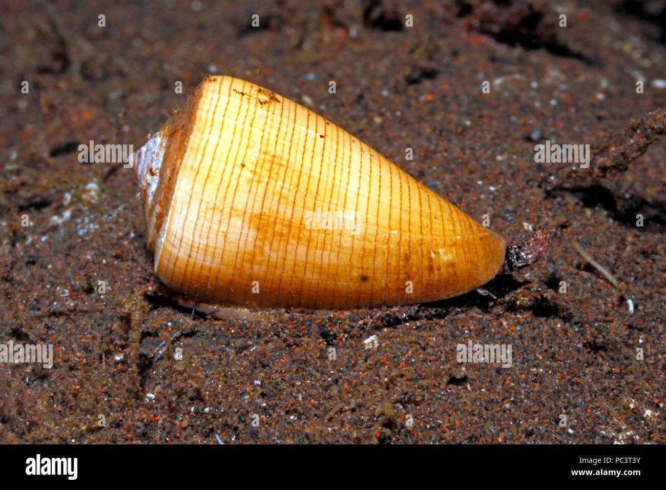 Eiche Kegel Shell, oder gelben Kegel Shell, Conus quercinus. Leben unter Wasser mit Siphon und Auge. Tulamben, Bali, Indonesien. Bali Sea, Indischer Ozean Stockfoto
