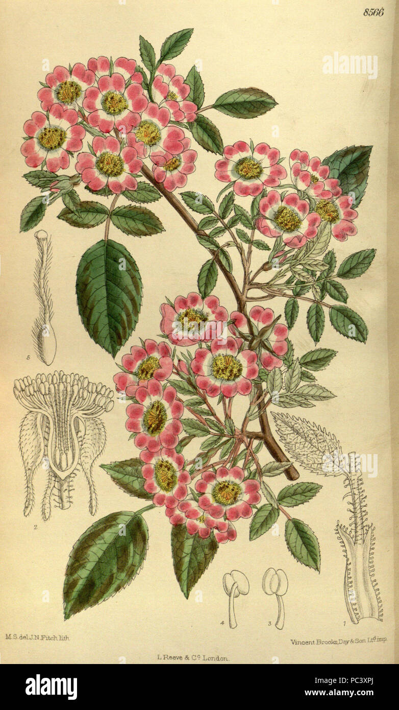 528 Rosa corymbulosa 140-8566 Stockfoto