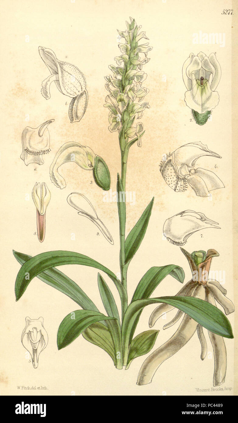 569 Spiranthes cernua - Curtis '87 (Ser. 3 Nr. 17) pl. 5277 (1861) Stockfoto