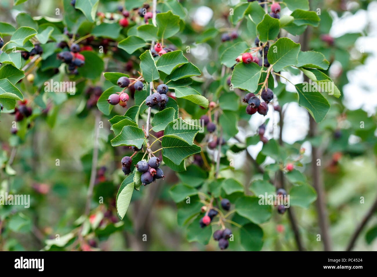 Reifen süße shadberry auf Bush. Amelanchier alnifolia, der saskatoon Stockfoto