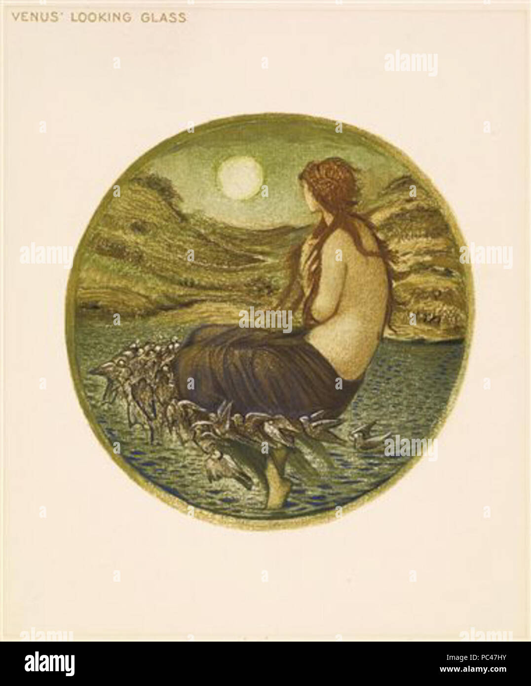 595 Die Blume Buch - Venus 'Looking Glass Stockfoto