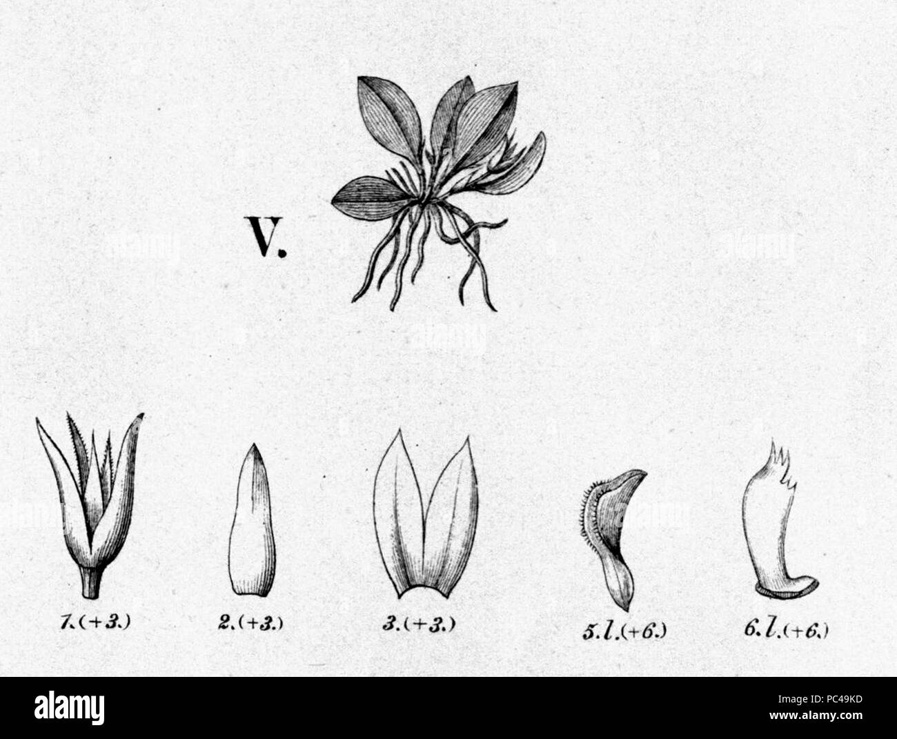 43 Anathallis microphyta (wie Schmetterlinge microphyta) - Ausschnitt aus Fl.Br.3-4-98-Abb. V Stockfoto