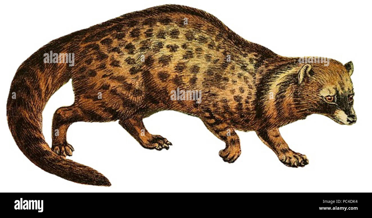 Afrikanische Zibetkatze Stockfotos & Afrikanische