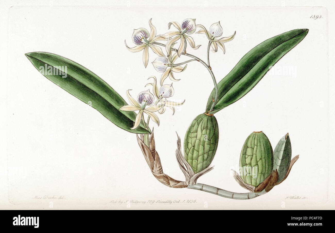 75 Prosthechea aemula (als Epidendrum aemulum) - Edwards vol 22 pl 1898 (1836) Stockfoto