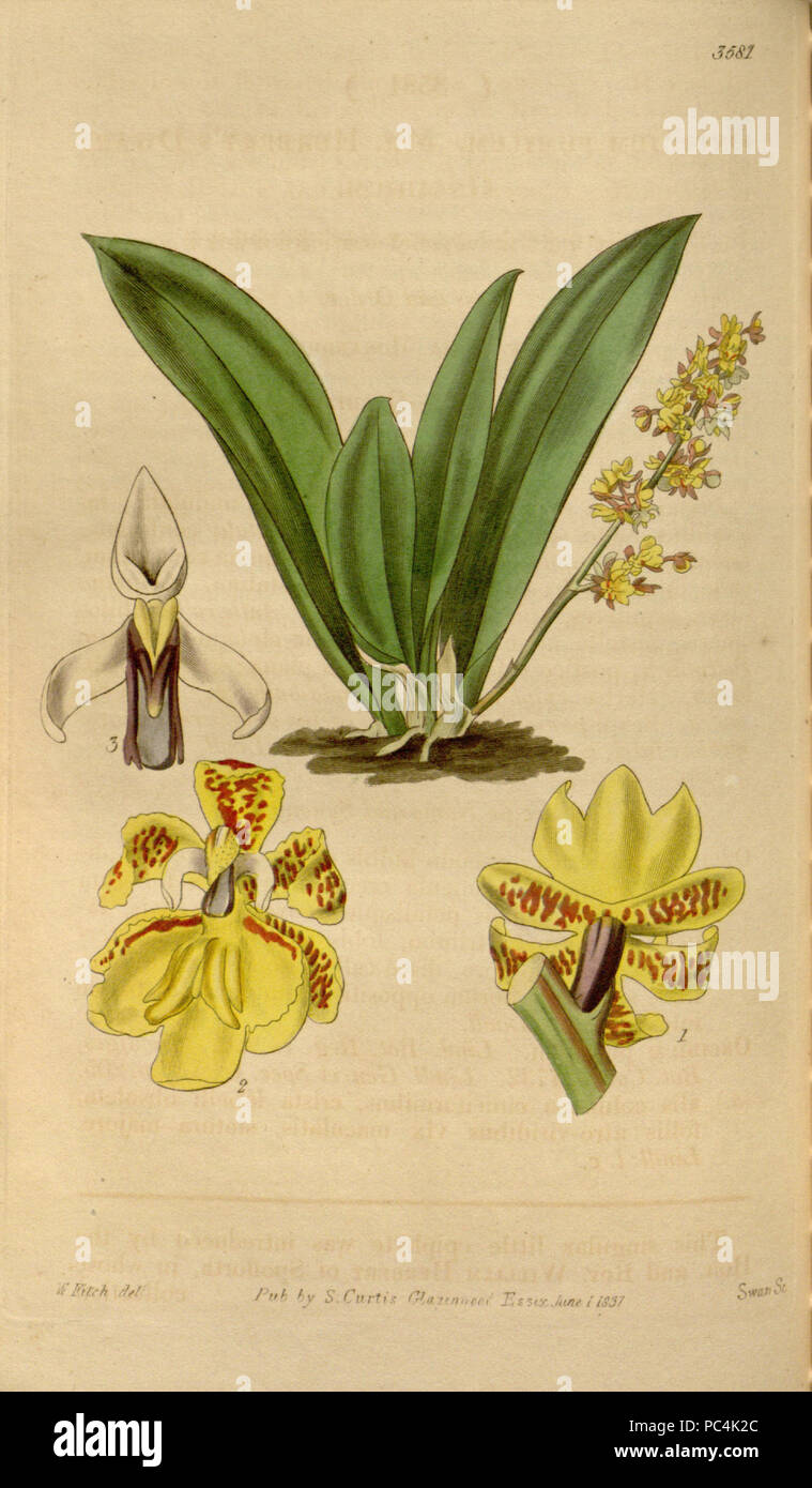 615 Trichocentrum pumilum (als Oncidium pumilum) - Curtis '64 (K.A. 11) pl. 3581 (1837) Stockfoto